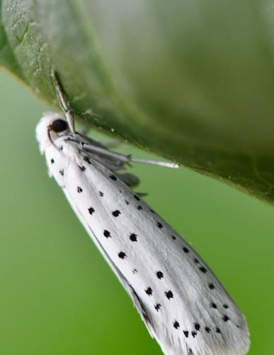 Yponomeuta sp.